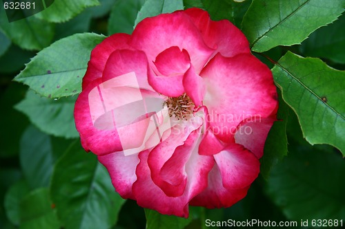 Image of single red rose