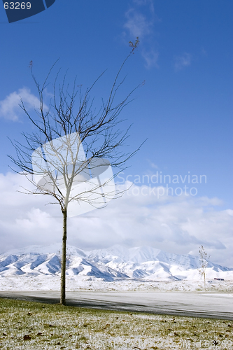 Image of Tree in Winter