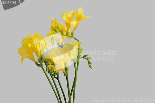 Image of yellow freesias