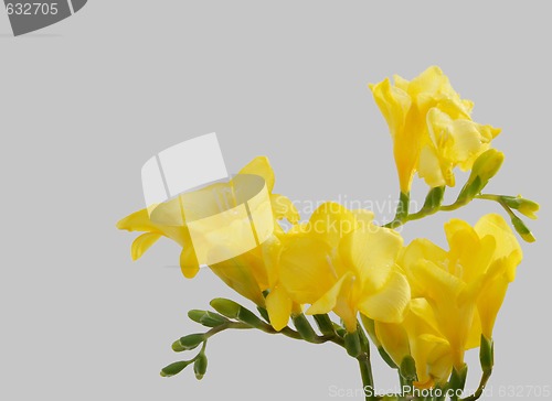 Image of yellow freesias