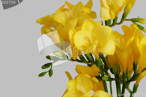 Image of yellow freesias