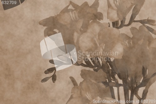 Image of  freesias  scrapbooking  background