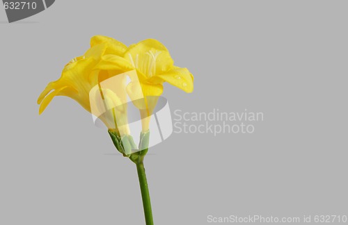 Image of yellow freesias