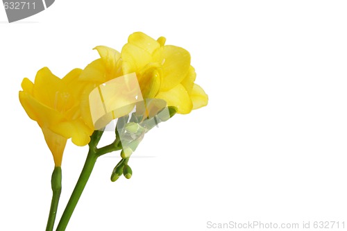 Image of yellow freesias