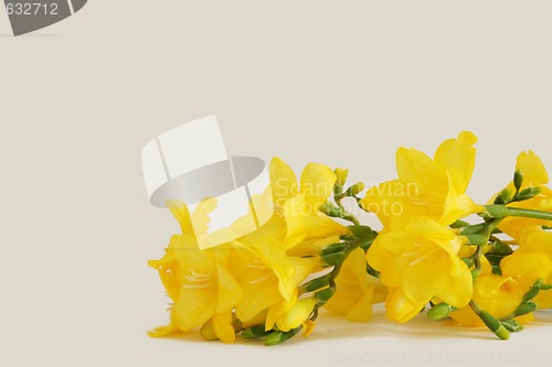 Image of yellow freesias