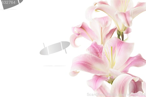 Image of High Key Pink Lillies over White