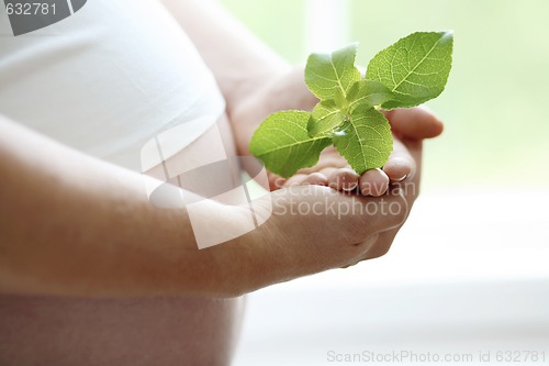 Image of Close-up of a woman’s bare pregnant belly.