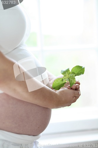 Image of Close-up of a woman’s bare pregnant belly.