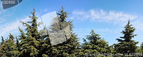 Image of Treetops of fir-trees on cloudy sky background on bright summer day