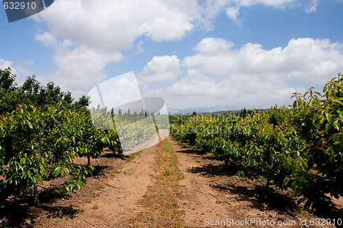 Image of Alley between tree rows in the cherry orchard in summer