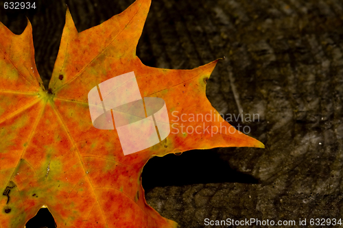 Image of Maple leaf