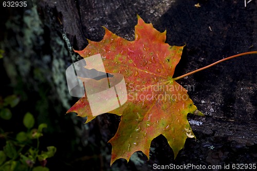 Image of wet maple leaf