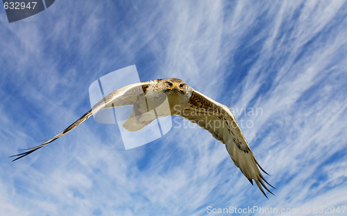 Image of Ferruginous flight