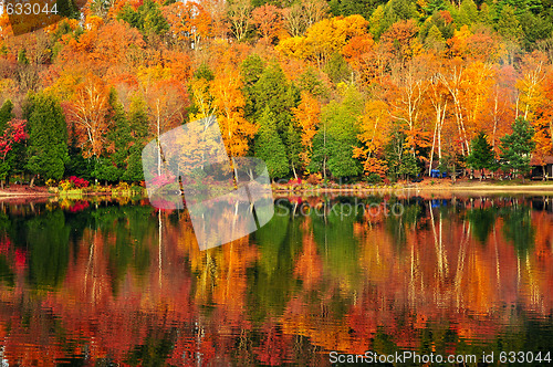 Image of Fall forest reflections