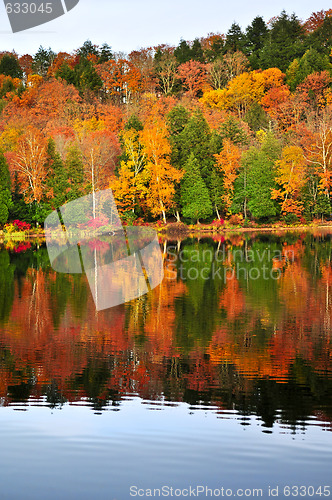 Image of Fall forest reflections