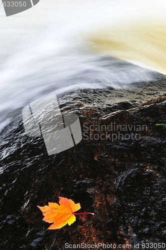 Image of Leaf floating in river