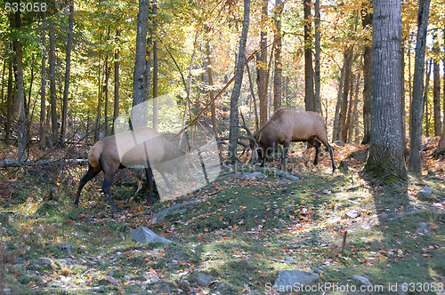 Image of Two elks (Cervus canadensis) fighting