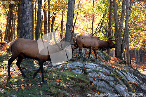 Image of Elks (Cervus canadensis) in autumn