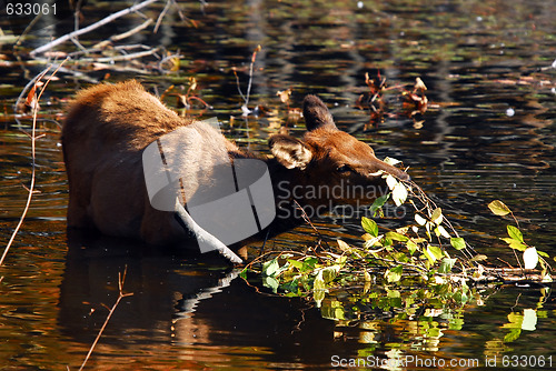 Image of Elk (Cervus canadensis) in water