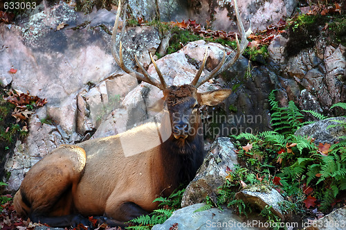 Image of Elk (Cervus canadensis) in autumn