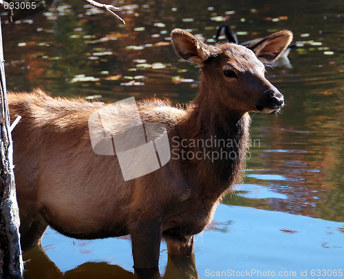 Image of Elk (Cervus canadensis) in water