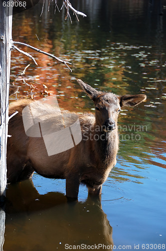 Image of Elk (Cervus canadensis) in water