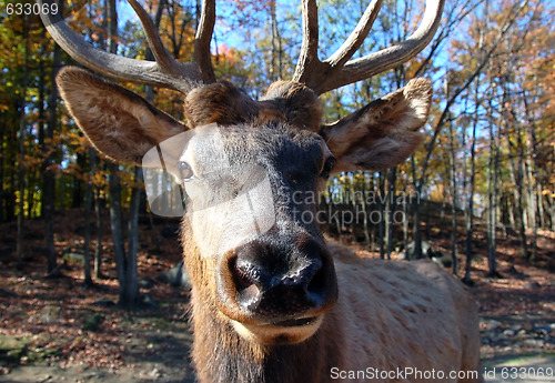 Image of Elk (Cervus canadensis) in autumn