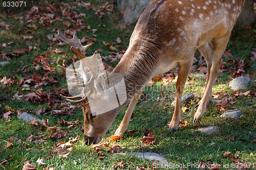 Image of Fallow Deer (Dama dama)