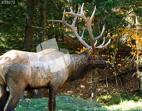 Image of Elk (Cervus canadensis) in autumn