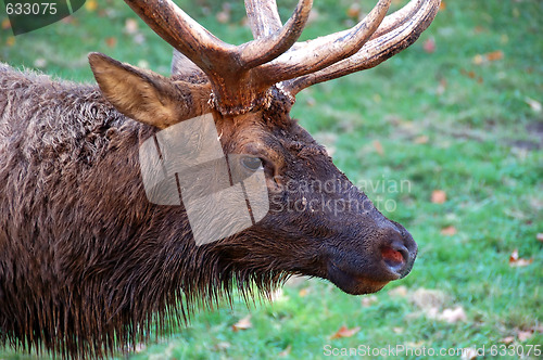 Image of Elk's portrait (Cervus canadensis)