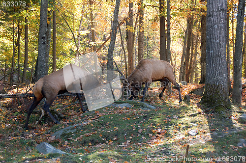 Image of Two elks (Cervus canadensis) fighting