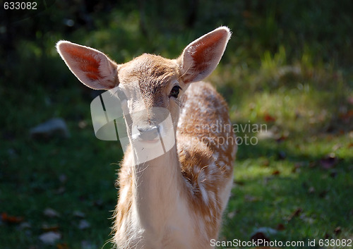 Image of Fallow Deer (Dama dama)