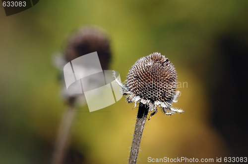 Image of Wild Plant Macro