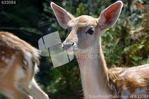 Image of Fallow Deer (Dama dama)