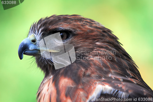 Image of Goshawk 