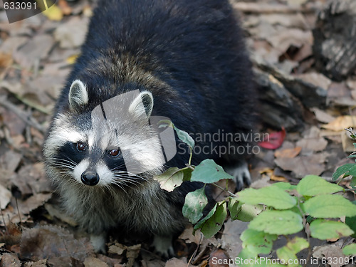 Image of Raccoon (Procyon lotor)