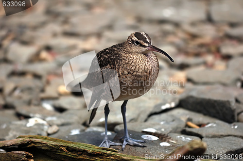 Image of Whimbrel (Numenius Phaeopus)