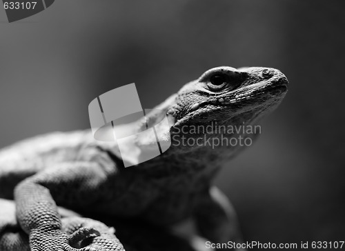 Image of Lizard in B&W