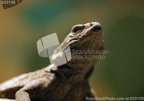 Image of Lizard 