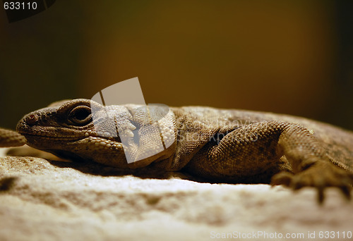 Image of Lizard 