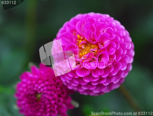 Image of Wet Flower