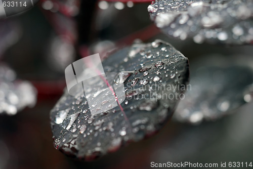 Image of Raindrops on leaf