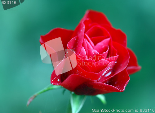 Image of Red rose 