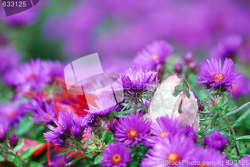 Image of Purple flowers