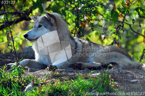 Image of Gray wolf (Canis lupus)