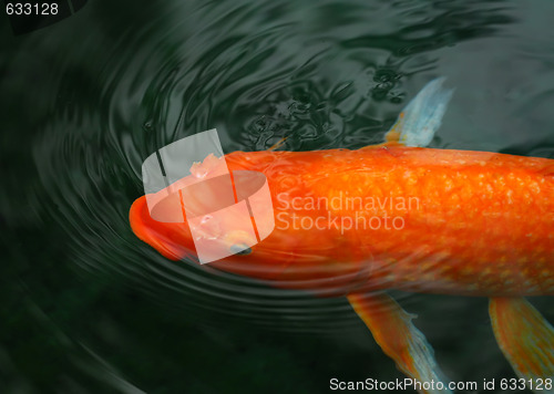 Image of Koi fish