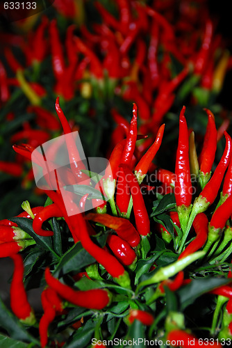 Image of Red Chili Peppers