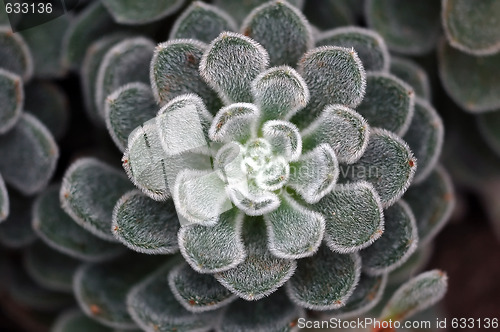 Image of Wild Plant Macro