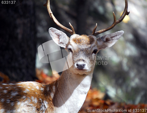 Image of Fallow Deer 