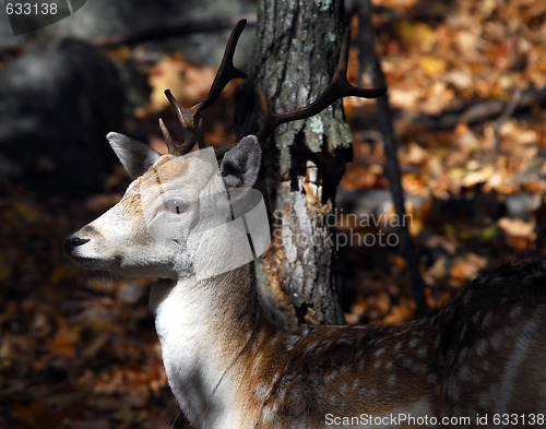 Image of Fallow Deer (Dama dama)